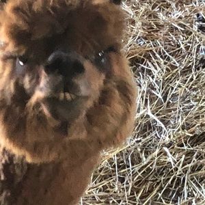 Meet your Posher, Glenn